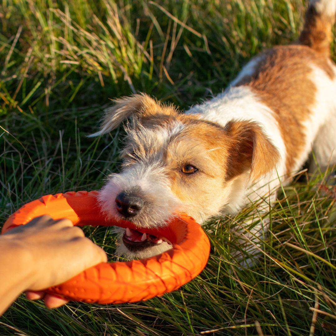 Terrier tugging on toy