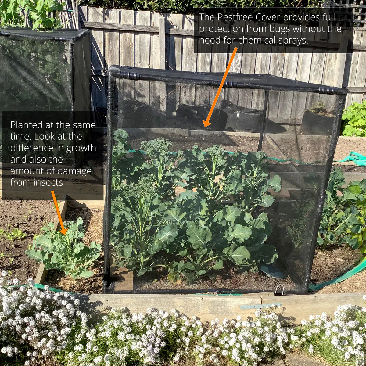 PestFree Cover protects vegetables from insects without chemical sprays.
