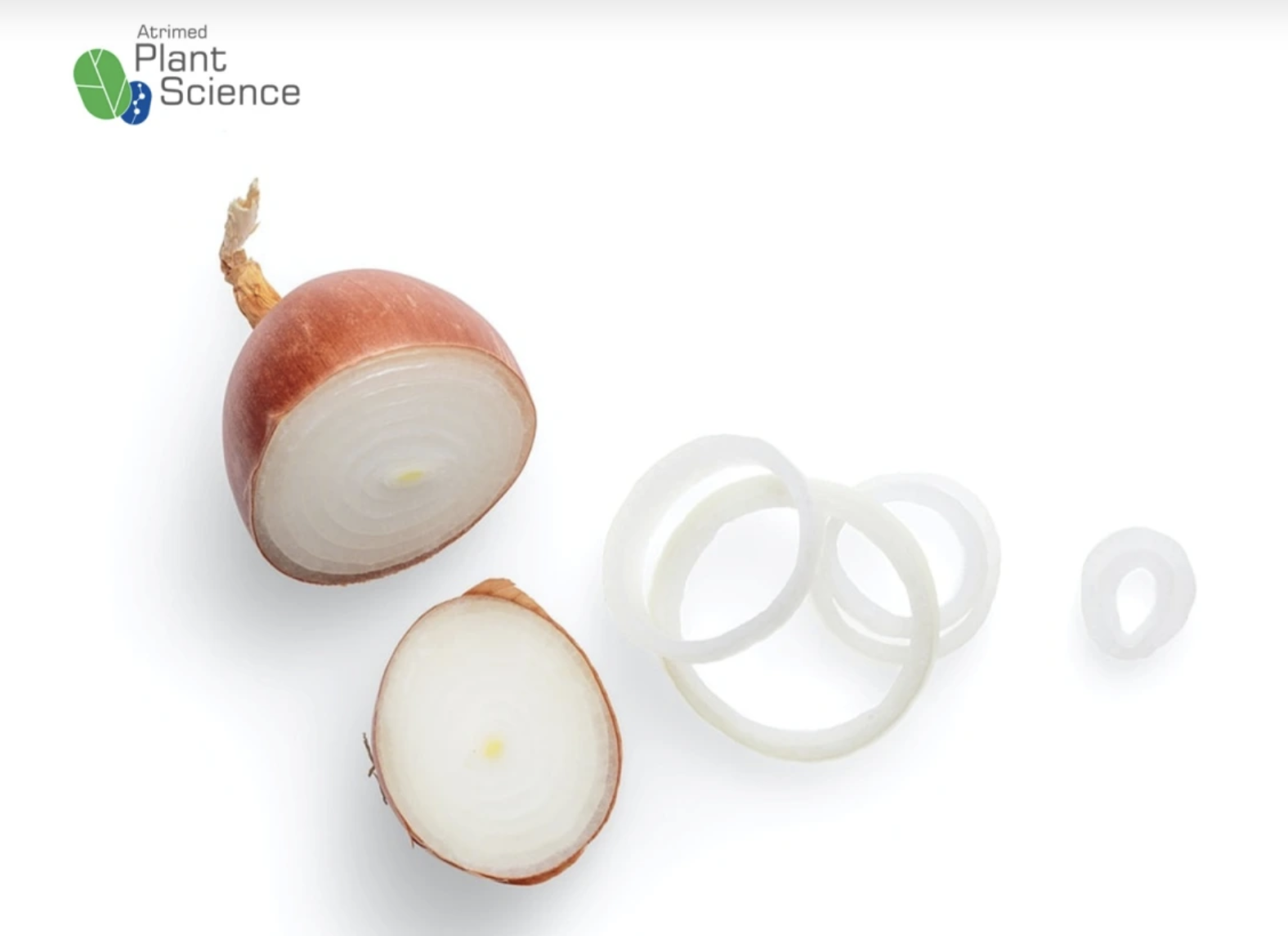 Why Onions Have The Aroma SUMMER HERBAL