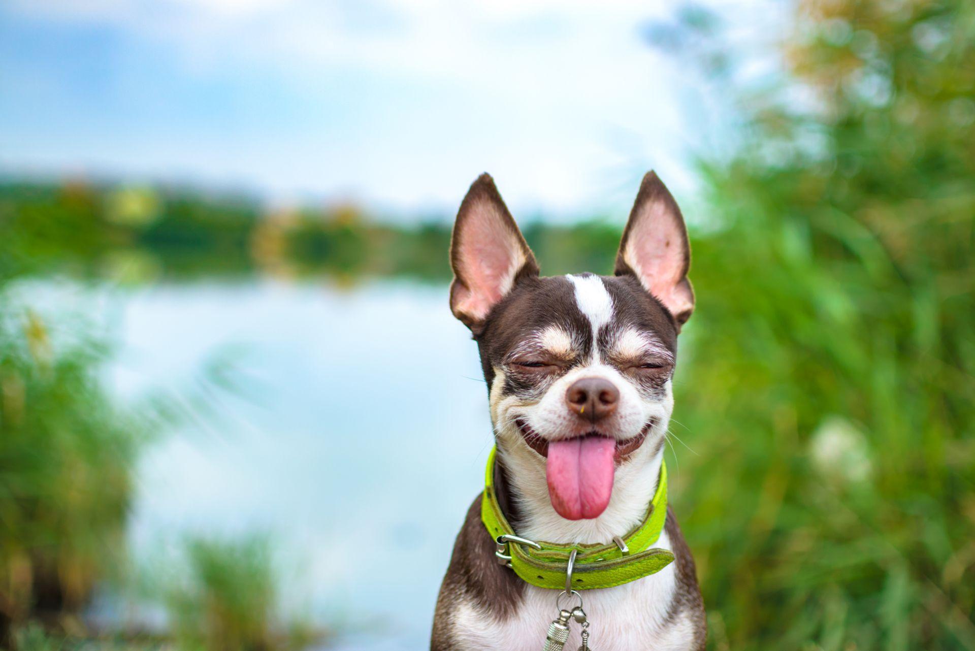 Chihuahua panting