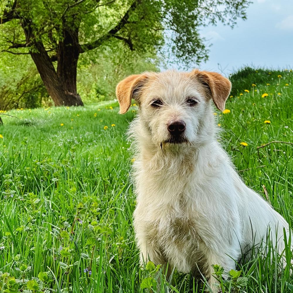 dog lying alone on the mountain with a sea of clouds and mountains