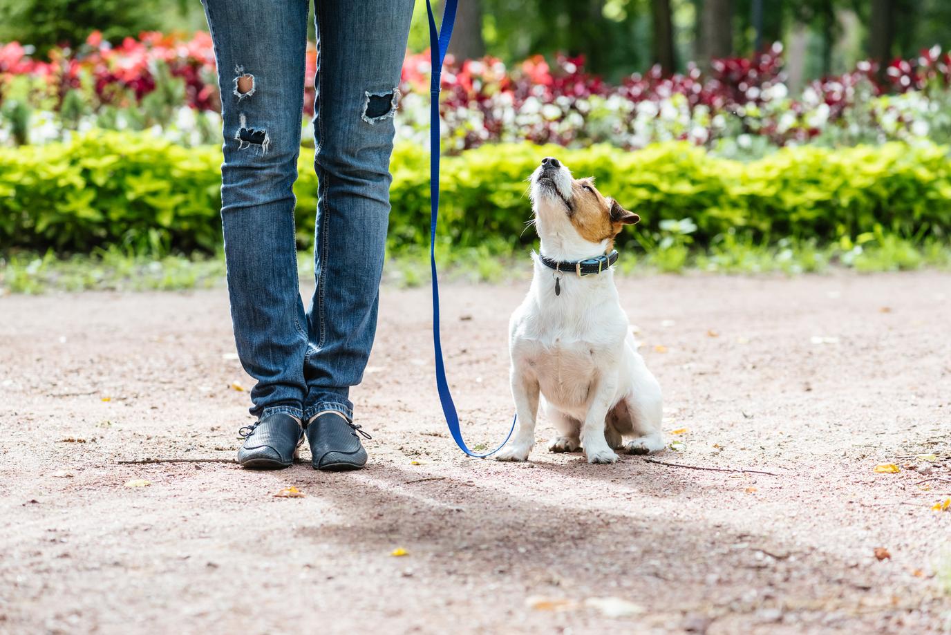 Why Isn’t My Dog Obedient? – 4Knines®