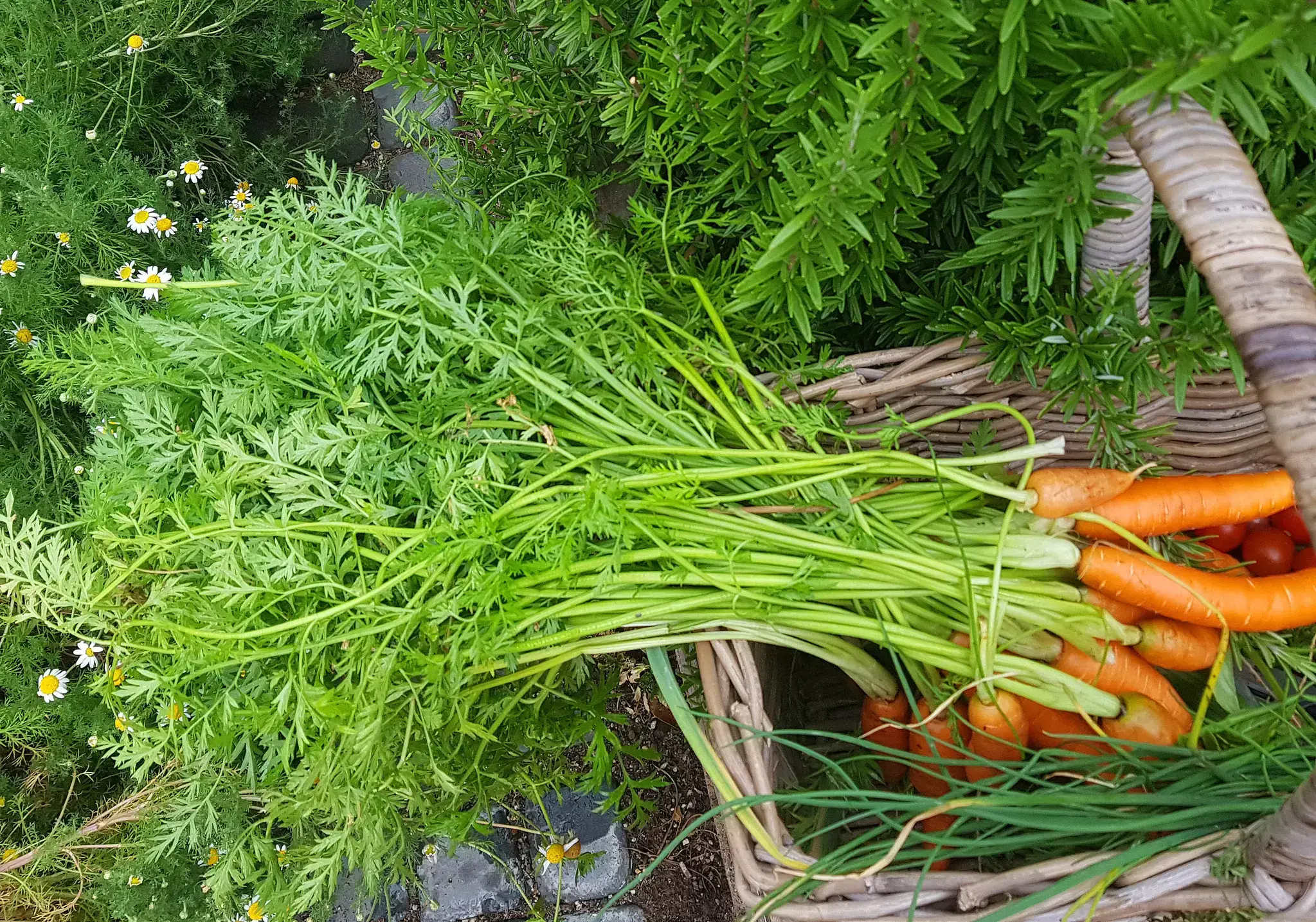 Freshly harvested carrots with leafy green tops spilling out of a wicker basket.
