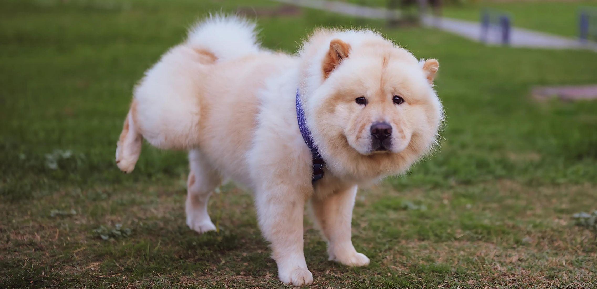 A peeing dog outdoors