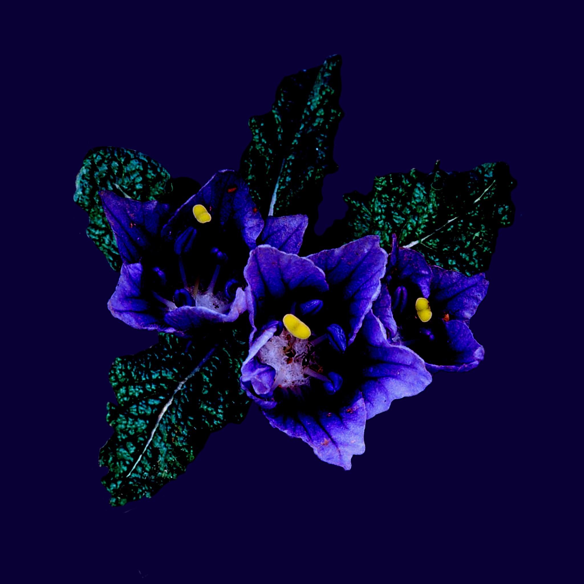 Mandrake flower