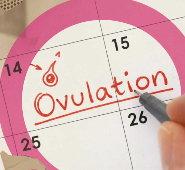 Symptômes de l'ovulation