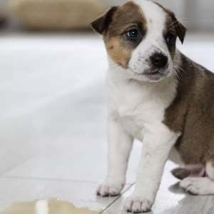 Why Is My Dog Peeing A Lot and Should I Be Concerned?