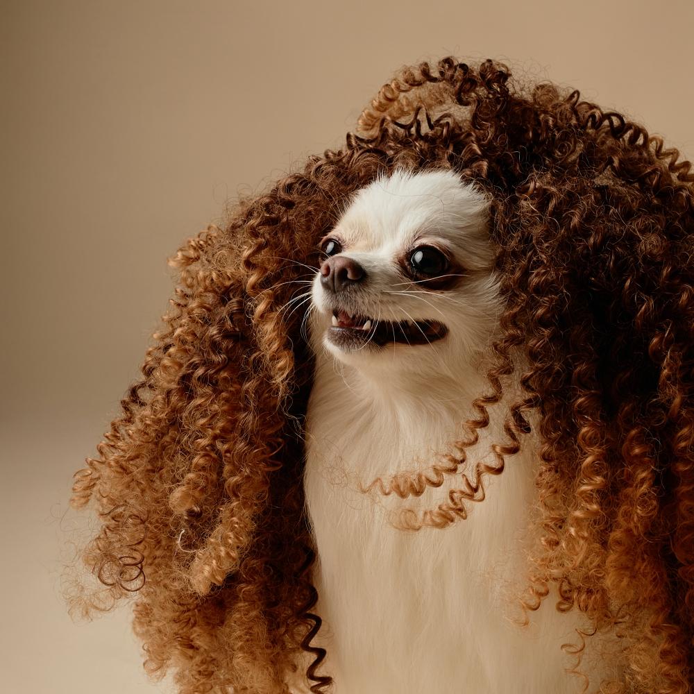 Chihuahua Wearing Wavy Wig and Showing Teeth
