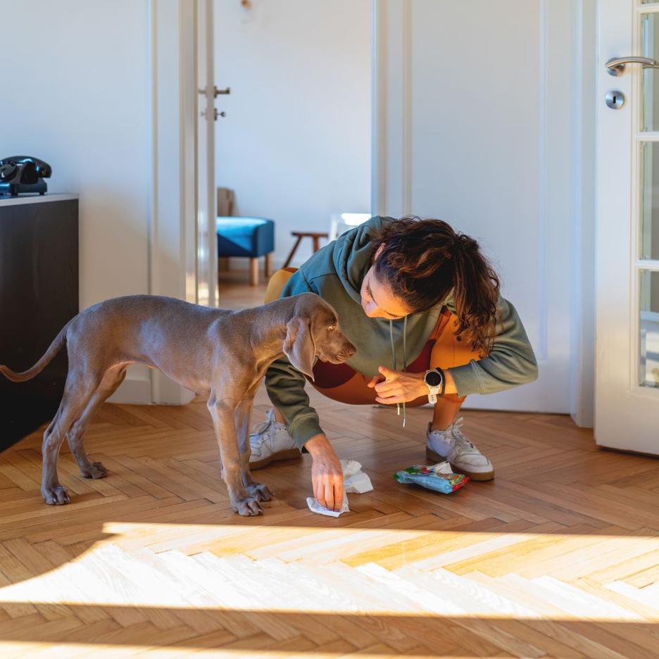 How to Stop a Dog From Peeing in the House Potty Buddy Potty Buddy™