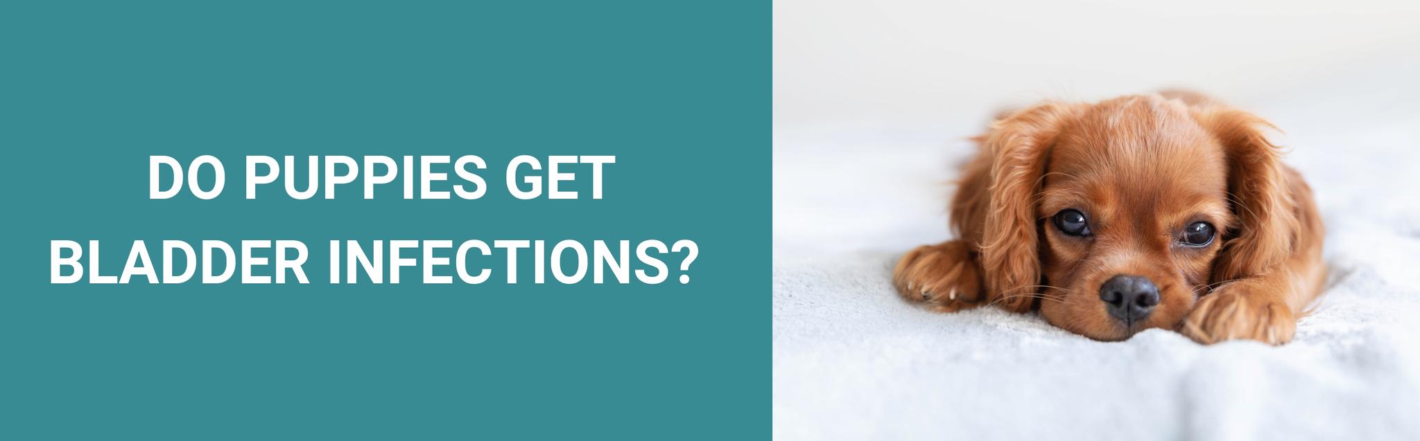 Do Puppies Get Bladder Infections? Potty Buddy™