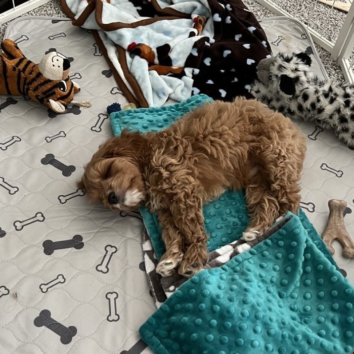 A puppy sleeping on a reusable puppy pad