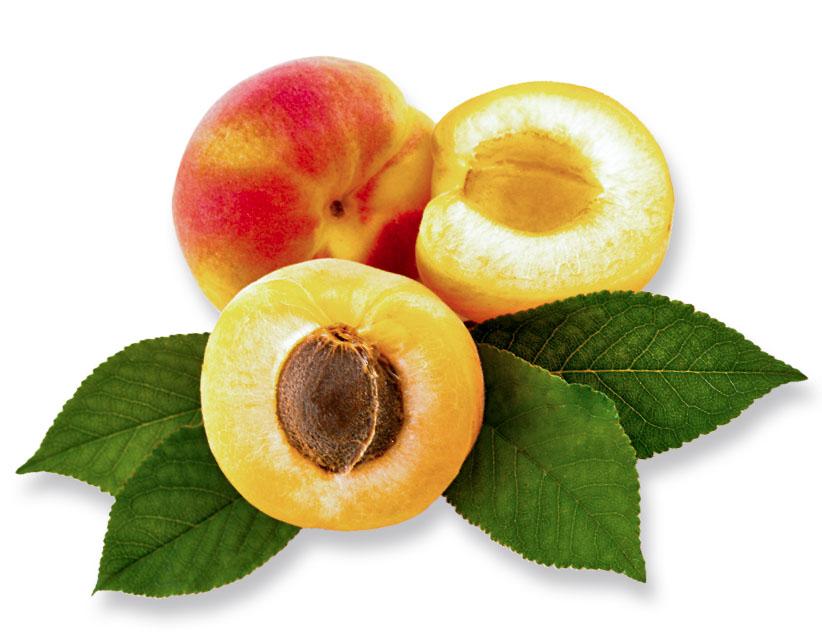 Apricot