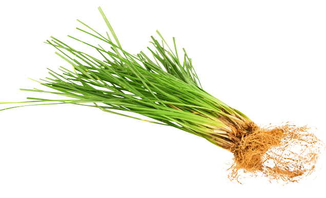 Nut Grass