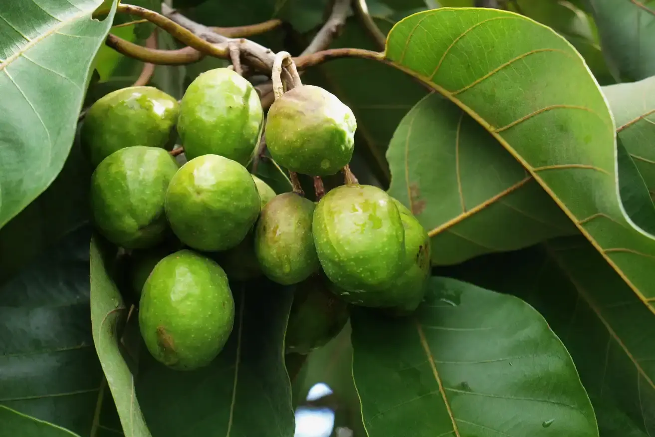 Terminalia Chebula (Chebulic Myrobalan) Fruit Extract