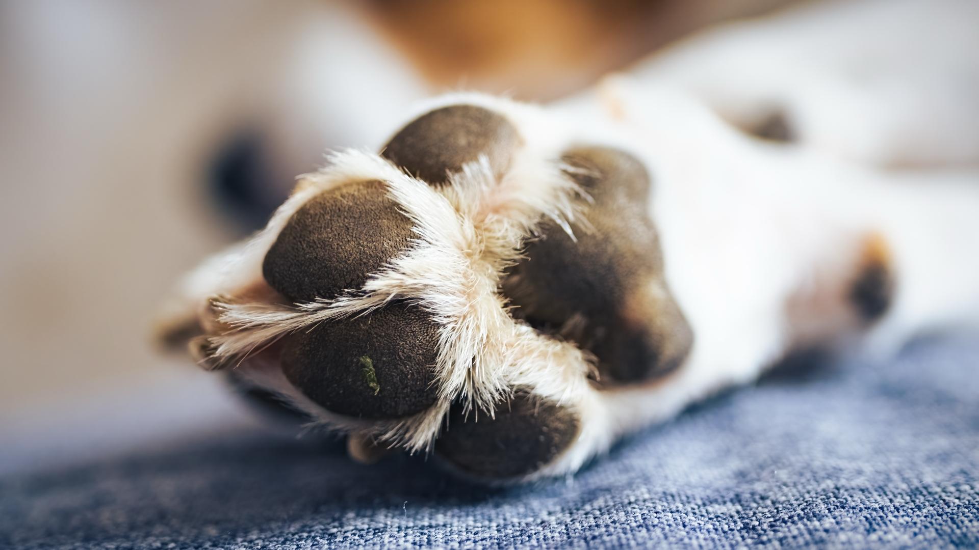 Macro shoot of beagle dog paw feet and nails blurry head in background