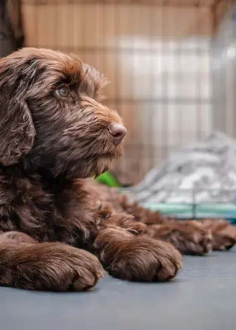 A brown puppy resting on the floor inside a cage, indicating the process of crate training.