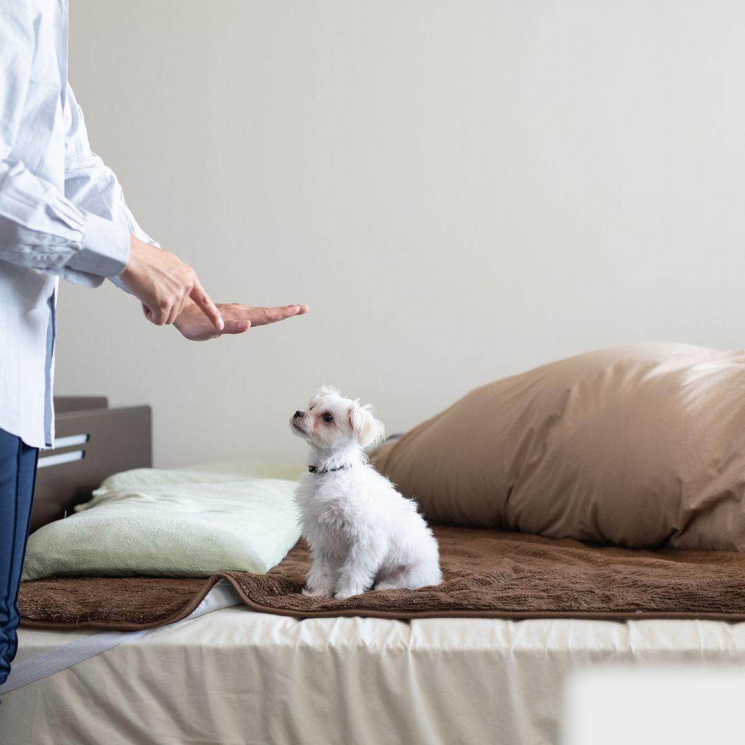 Owner telling dog to sit