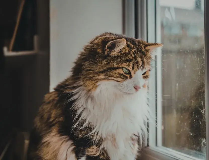A cat perched on a window sill, gazing outside through the glass.