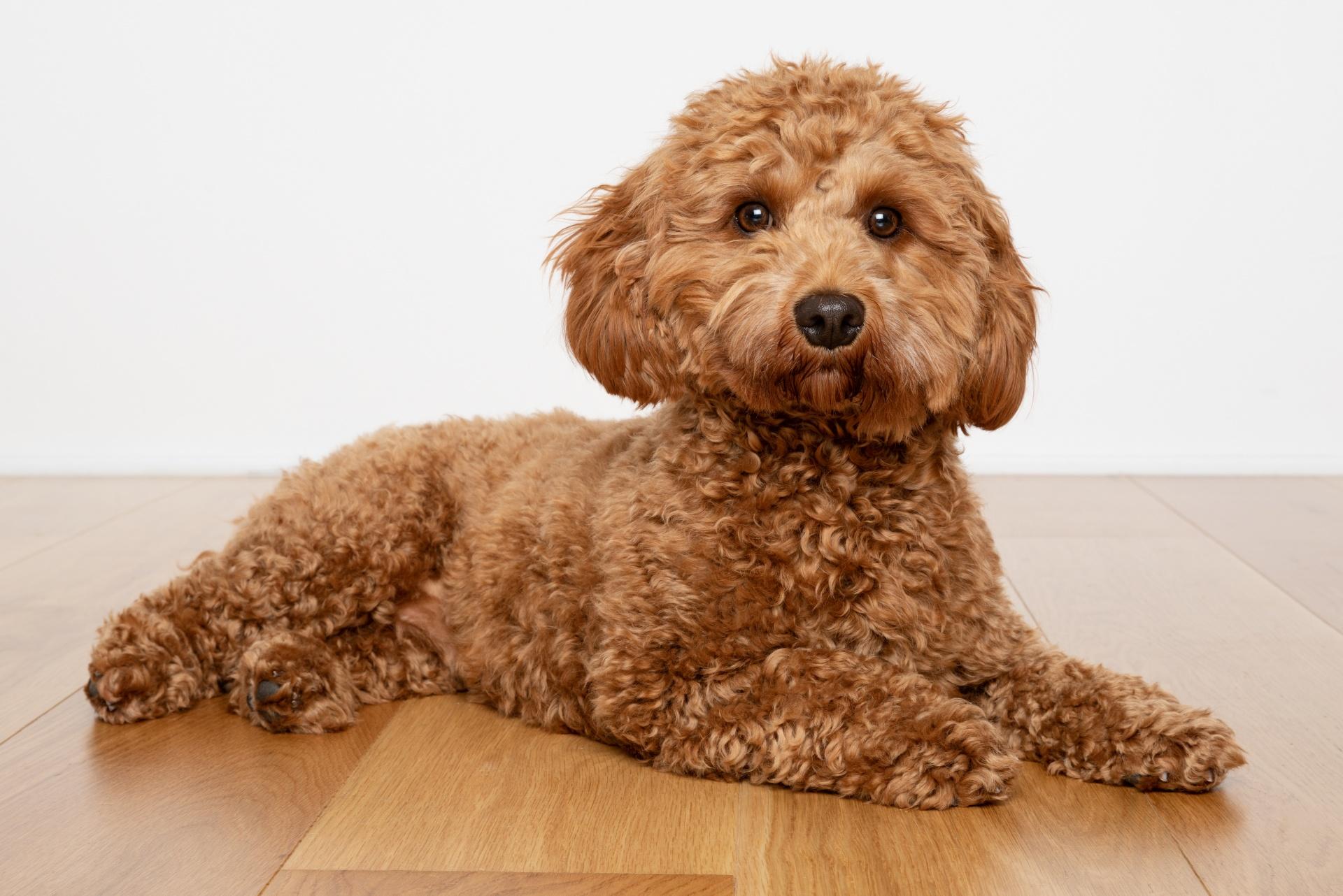 Cavapoo dog