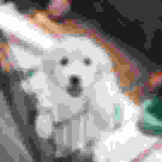 Can Male Dogs Use Pee Pads? Potty Buddy Potty Buddy™