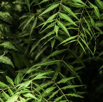 Close-up of lush green neem leaves.