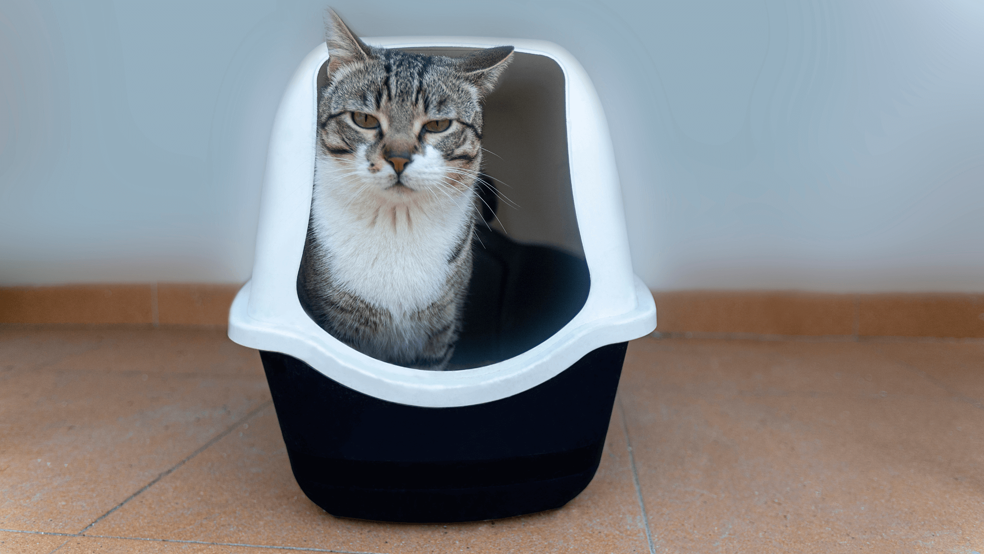 how-to-litter-train-an-adult-cat-door-buddy