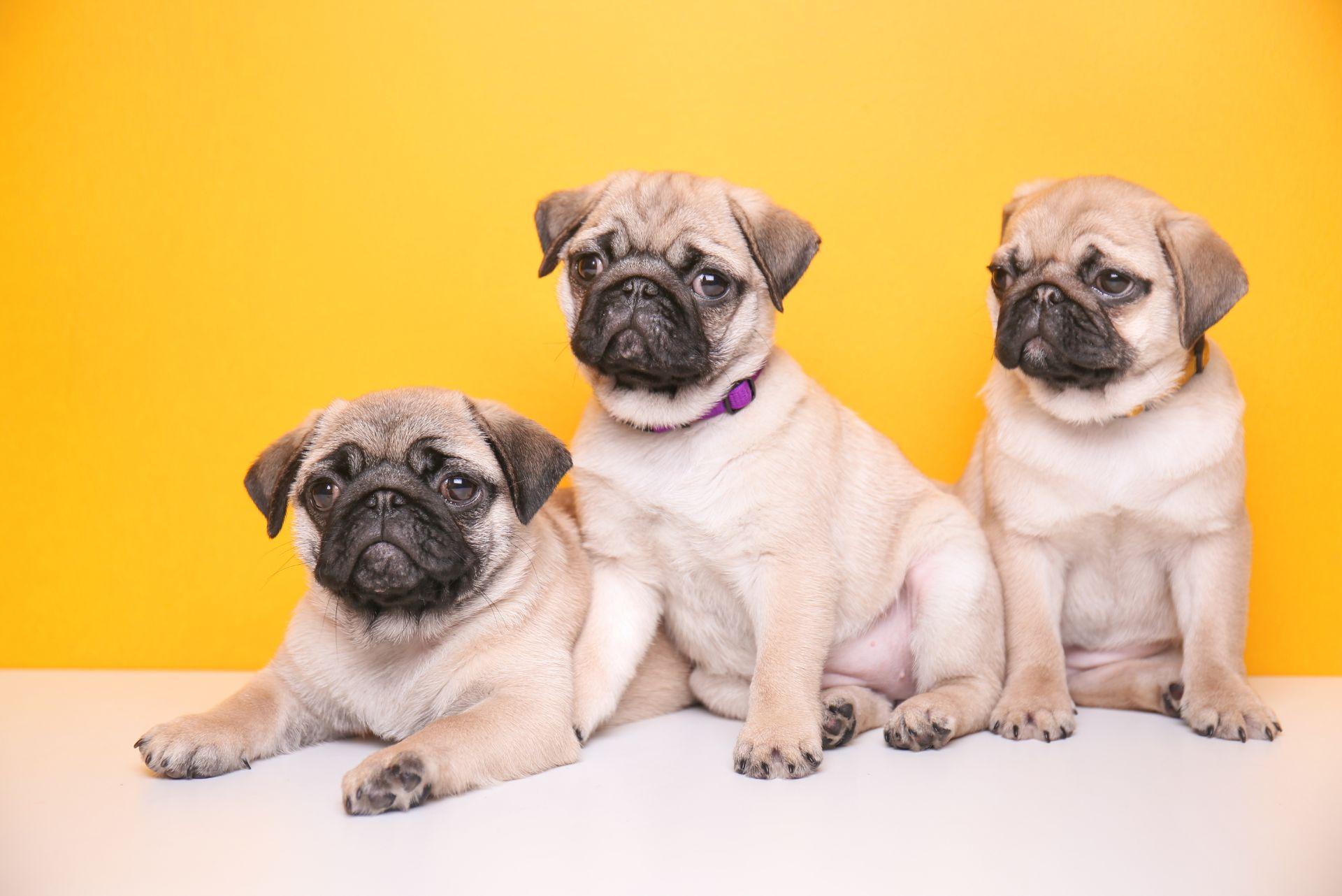 Pug Puppies