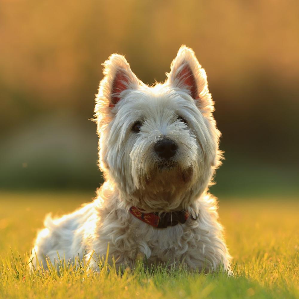 West Highland White Terrier Dog