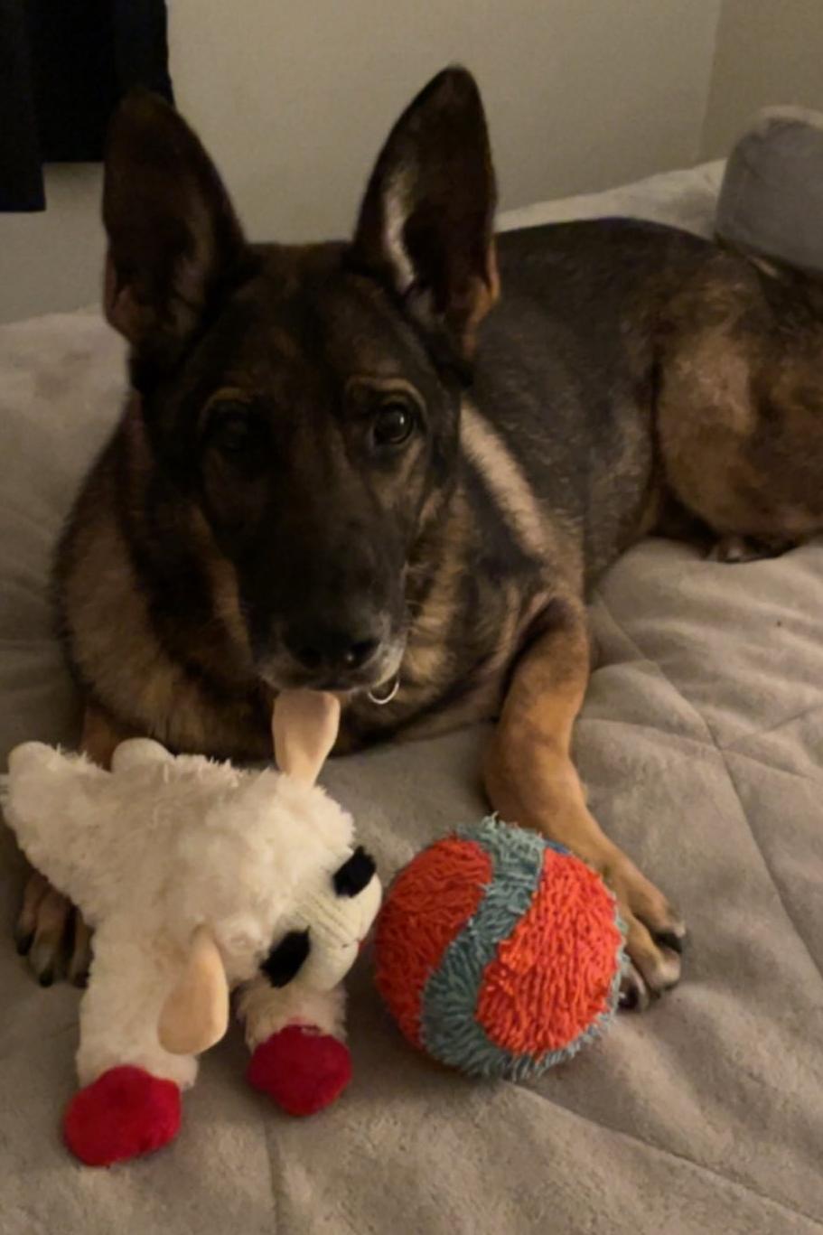 mwd corado and lamb chop