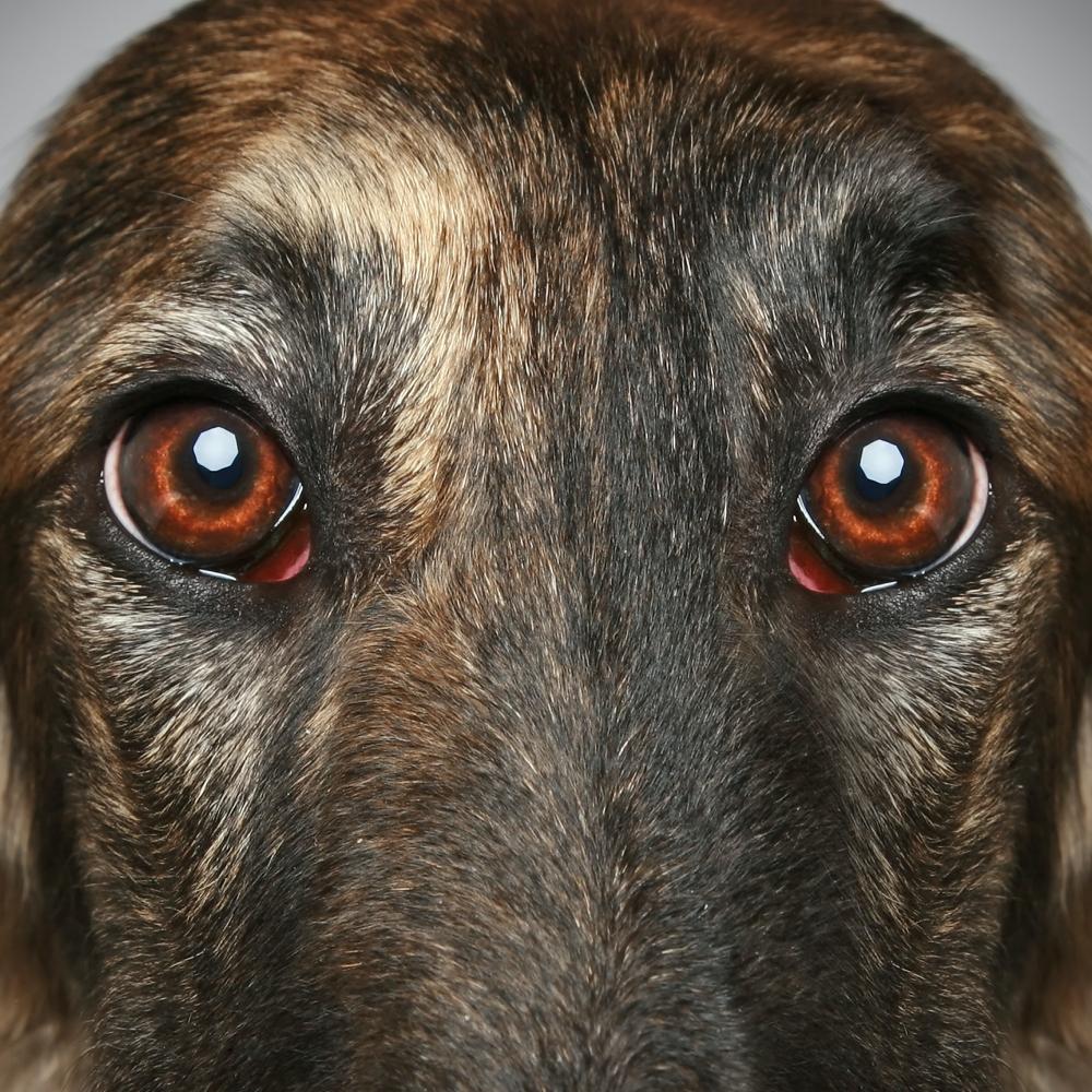 Russian Borzoi dog. Head profile close-up portrait on a grey background