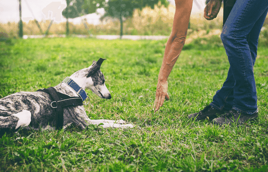 is-dog-training-worth-it-door-buddy