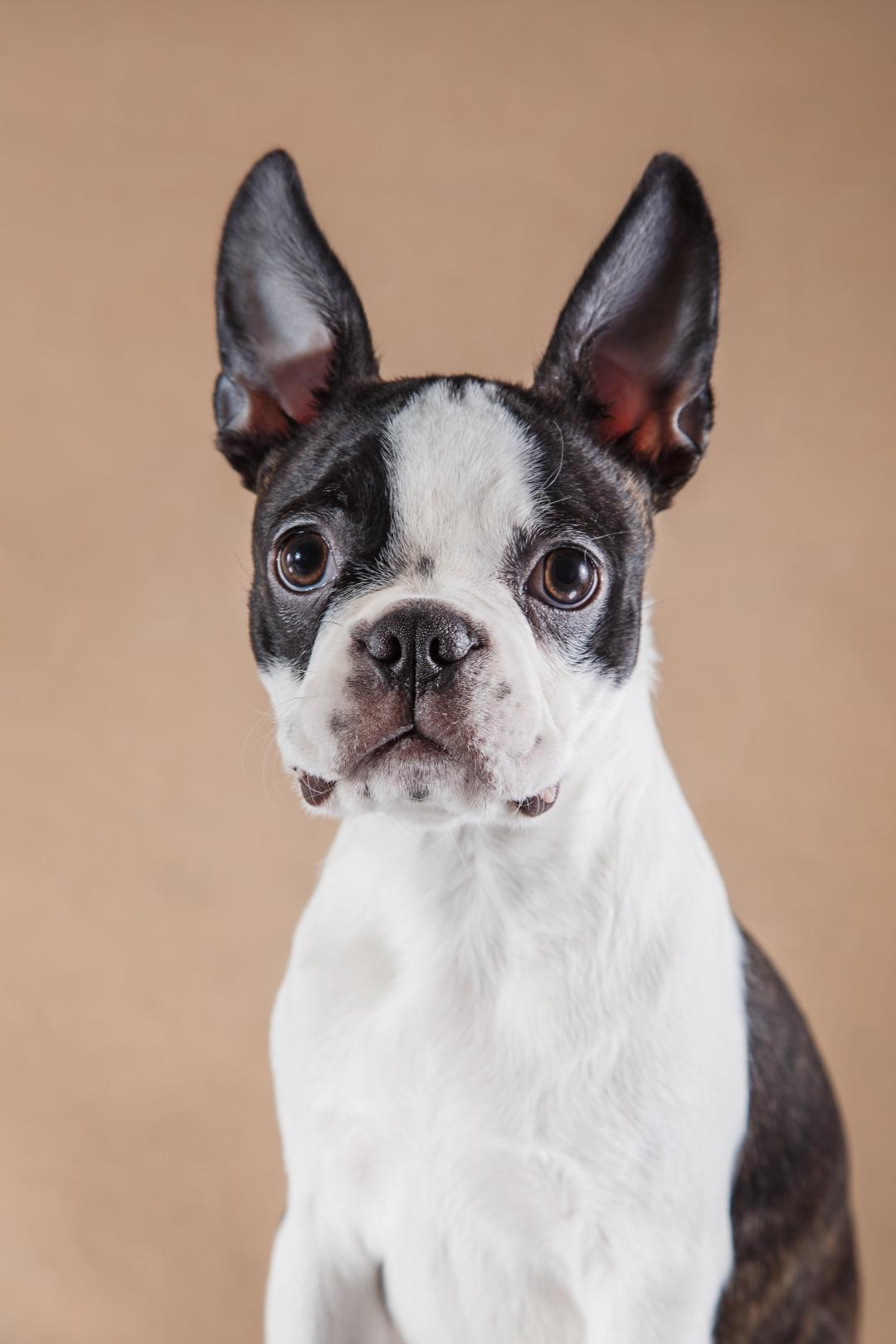 Boston Terrier