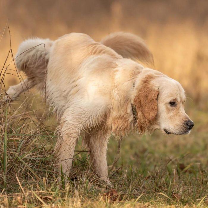 How to Teach Your Dog to Lift His Leg When Peeing? Potty Buddy