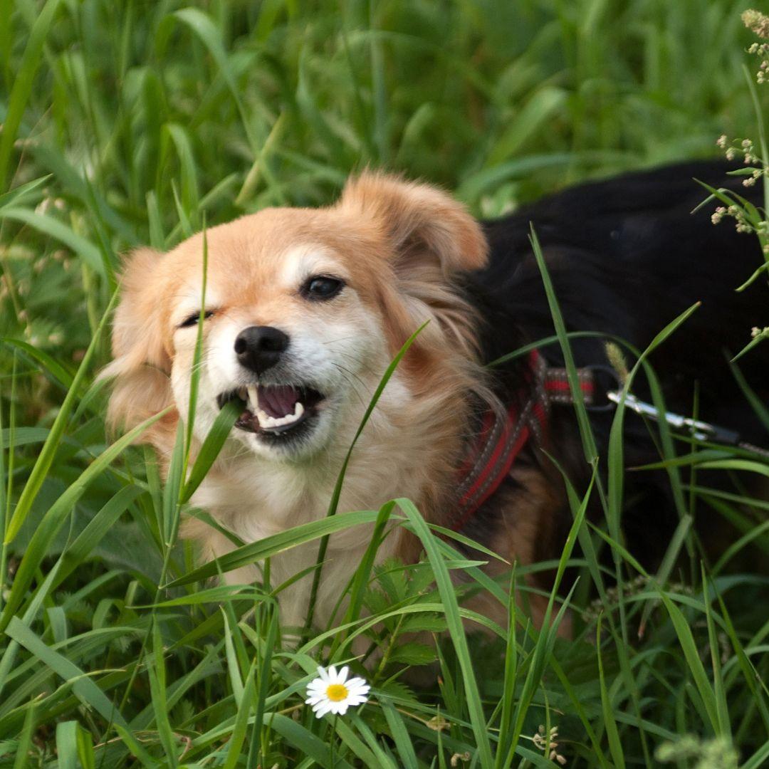 Dog eating grass stalk