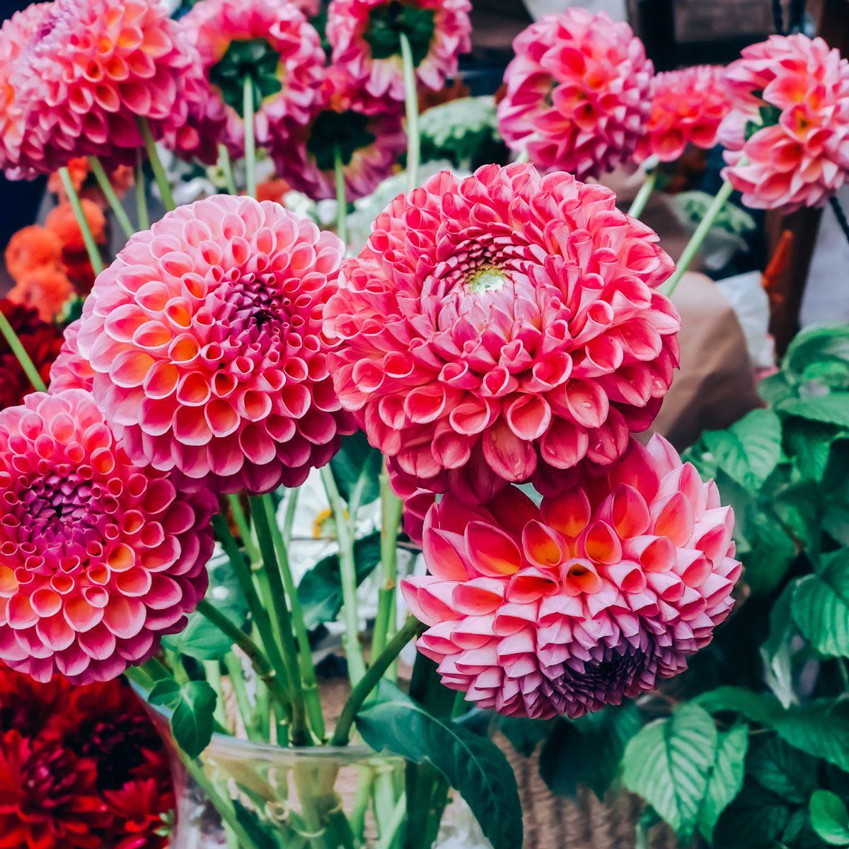 Bouquet of Pink Dahlias from Florist