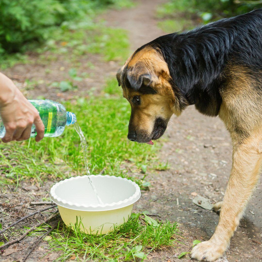 Dog watching water being poured into bowl