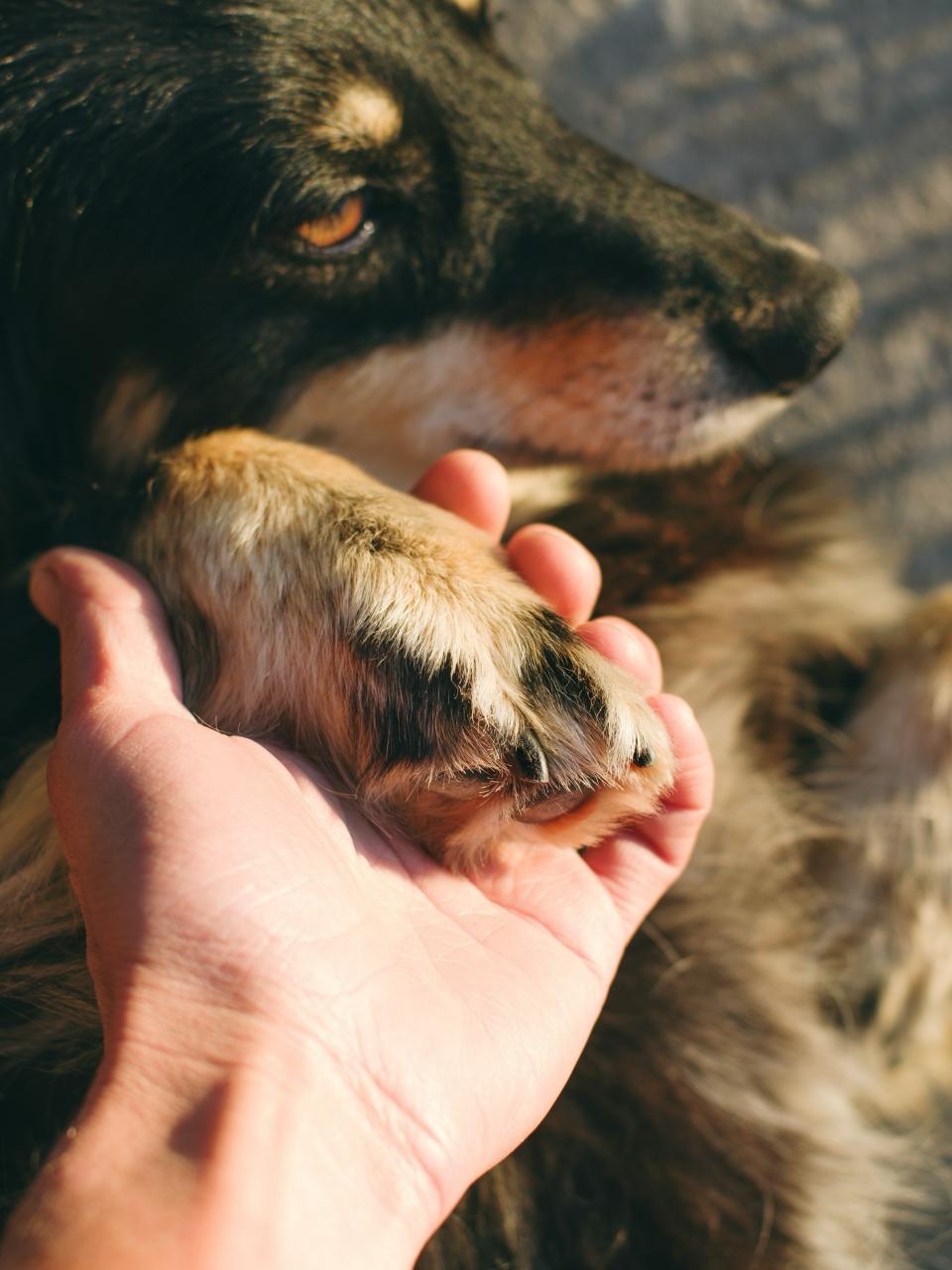 Dog paw in female hand close up, soft selective focus.