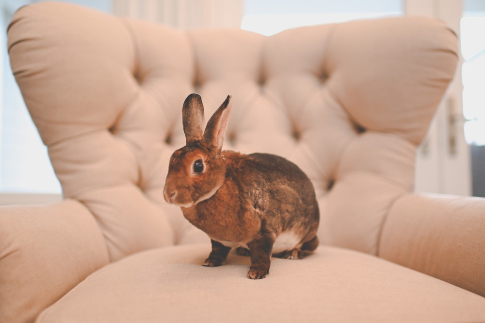 rabbit on chair