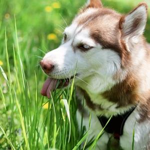 Why Do Dogs Eat Grass?