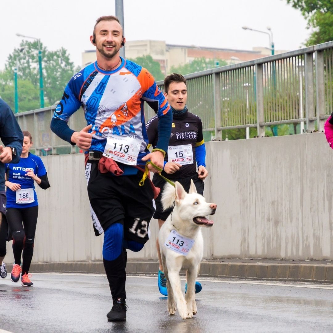White dog jogging alongside a man