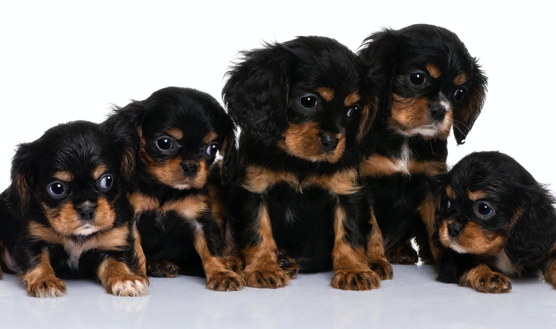 Cavalier King Charles puppy