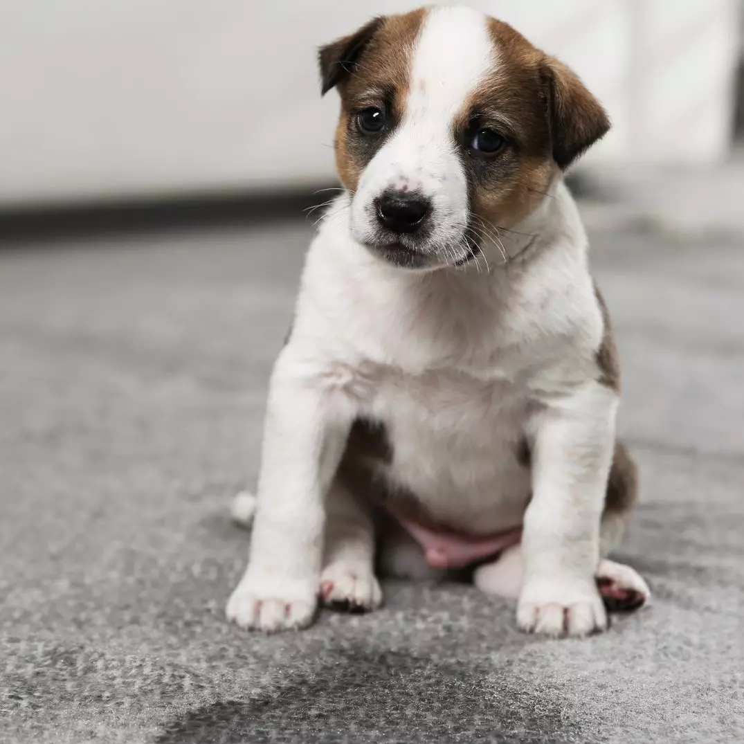 How to Get Urine Smell Out of Carpet