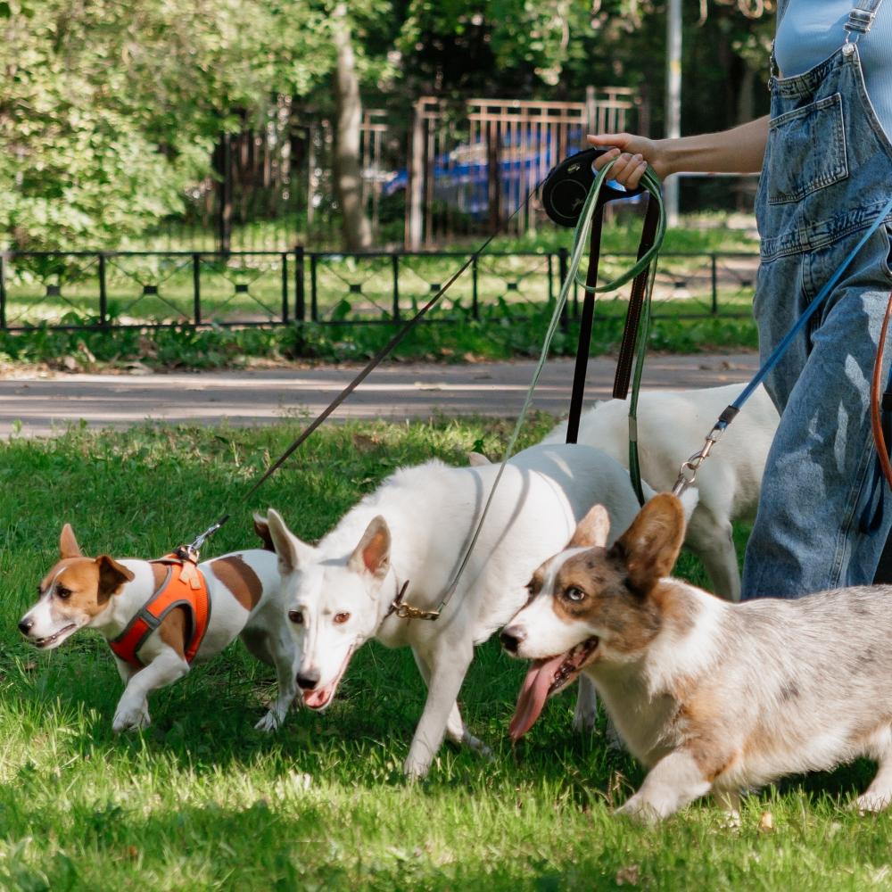 picture of dogs in the nature