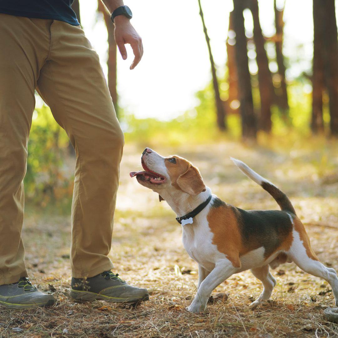 Beagle with owner outdoors