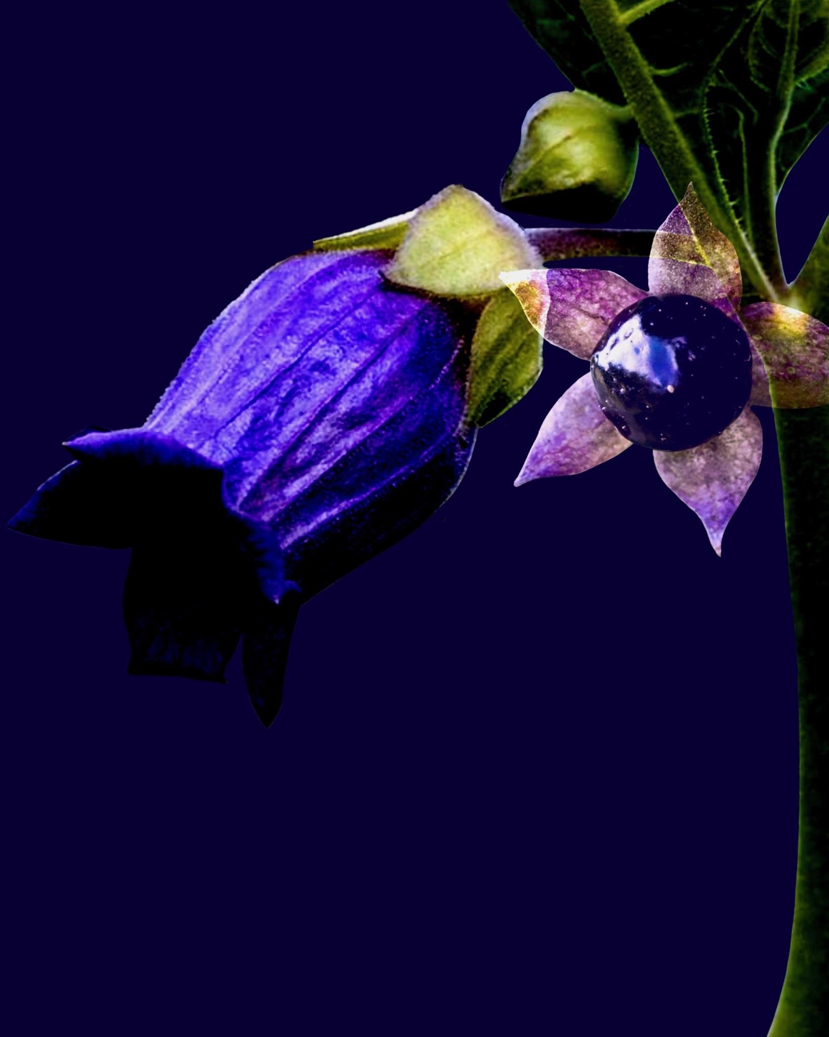 Belladonna Flower