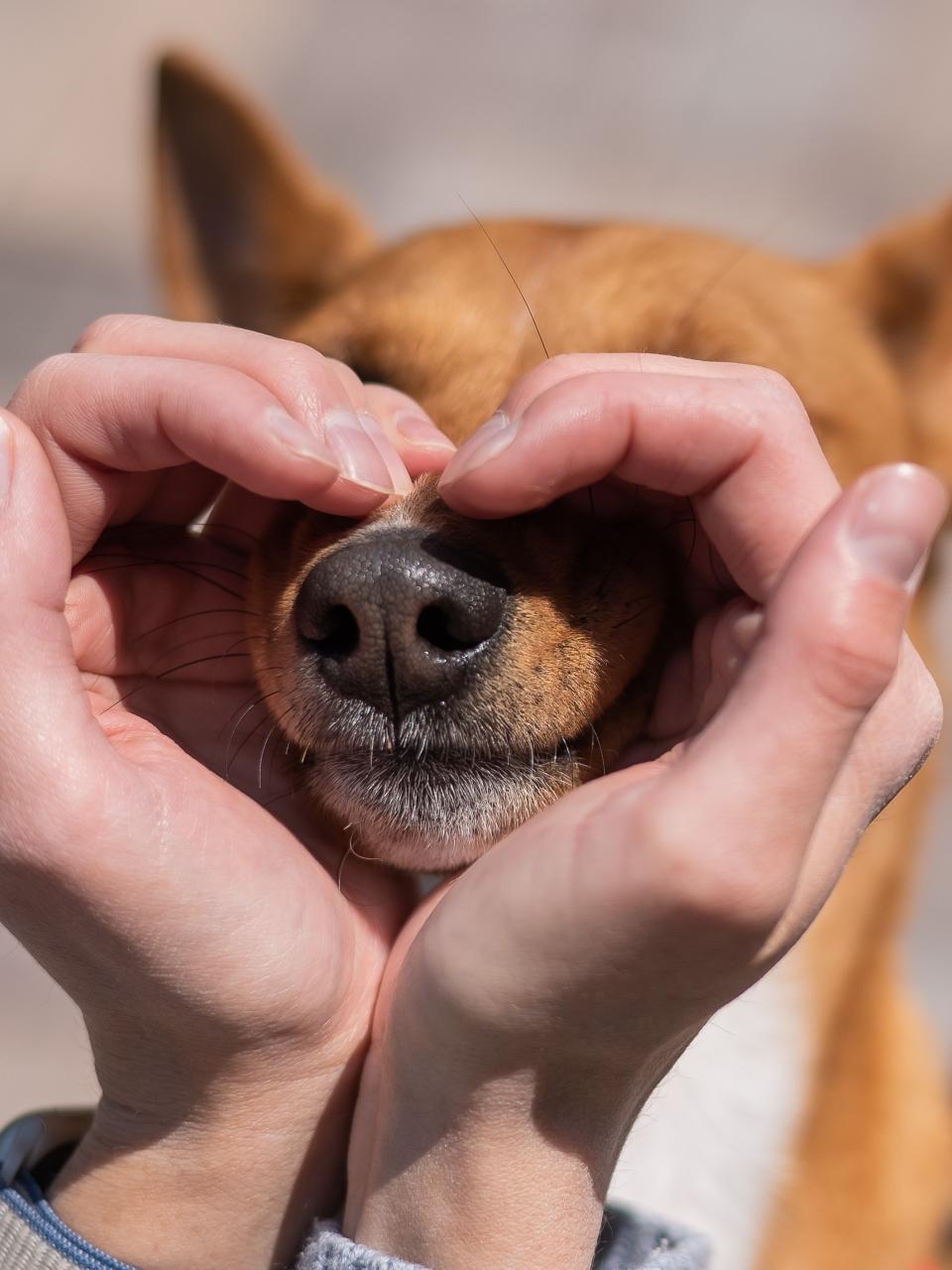 A woman makes a heart of her palms on her dog's face.