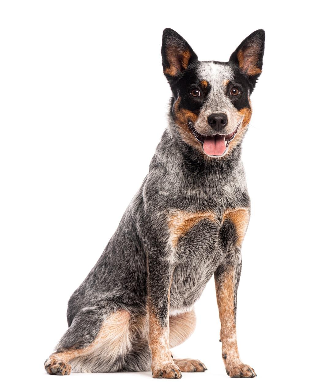 Australian Cattle Dog