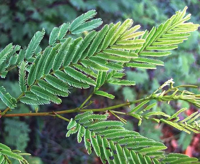 acacia catechu