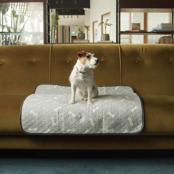 Dog sitting on reusable pad on sofa