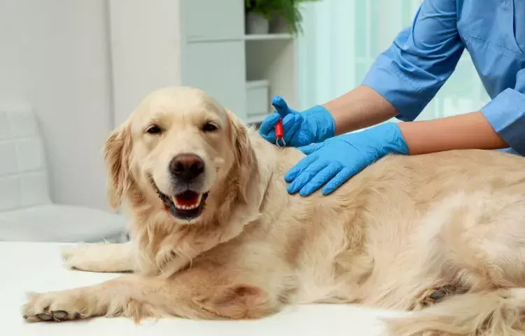 lyme disease for dogs